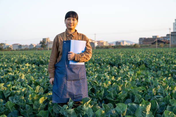 agricultural worker in a vegetable field
